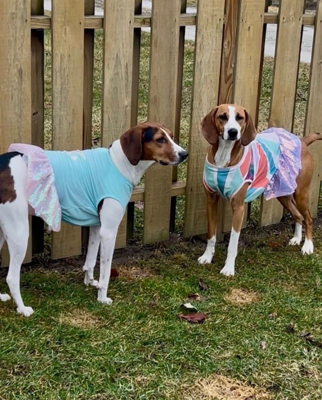 Lulu the hound is now Lulu the princess