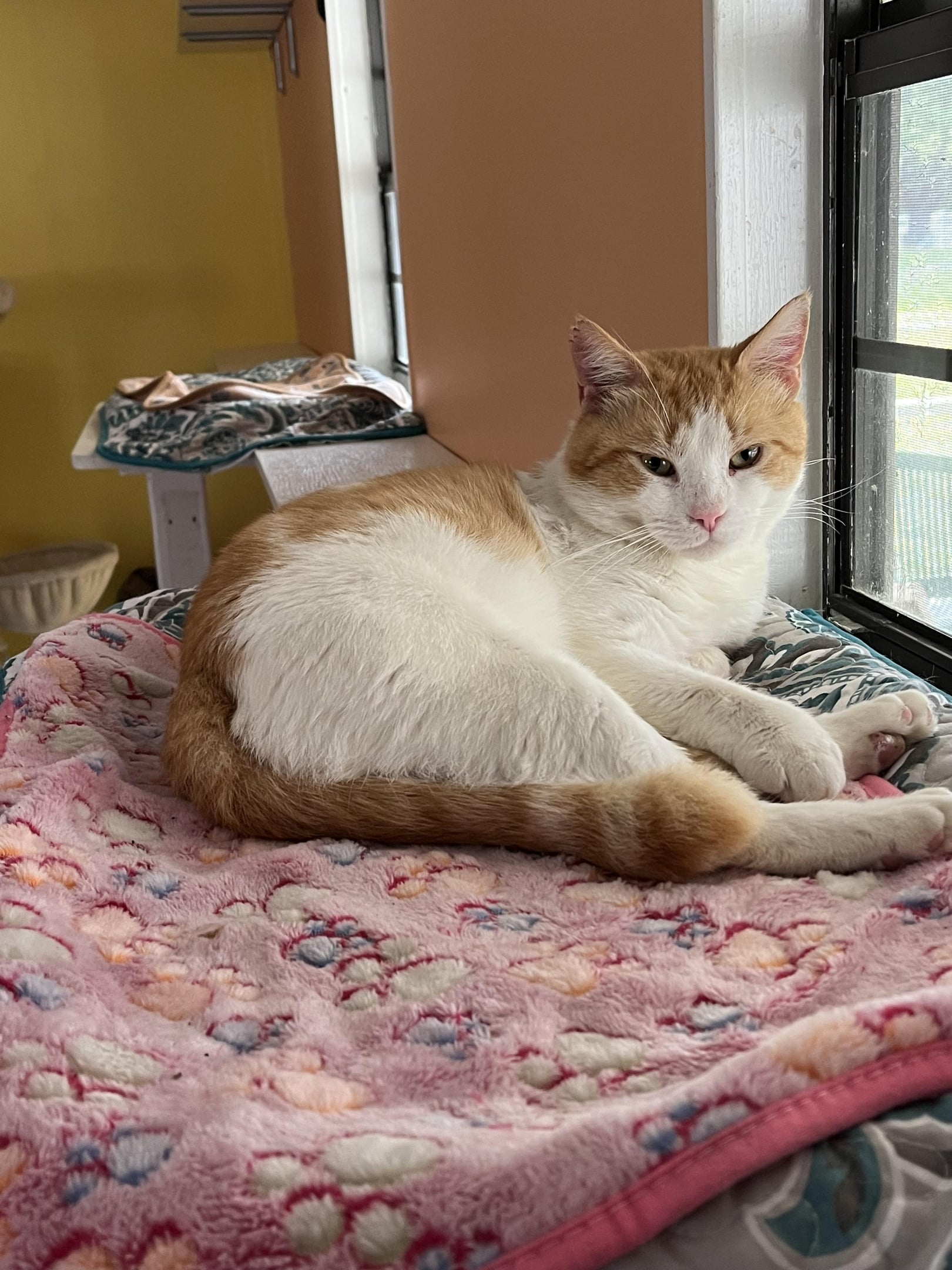 Archie the cat at his new home in Oak Island